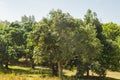 Grove Of Fruit Trees Royalty Free Stock Photo