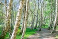 Grove gently leaning birch trees with path Royalty Free Stock Photo