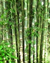 Giant bamboo trees in a Costa Rican rainforest
