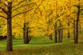 Grove of Ginkgo Trees in Boyce Virginia in Autumn Royalty Free Stock Photo