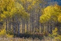 Grove of Golden Yellow Aspen Trees in the Mountains Royalty Free Stock Photo