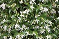 Grove or green flowering bush of fragrant white jasmine Royalty Free Stock Photo