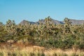 Grove of Joshua trees in Arizona