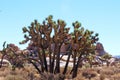 A grove of Joshua Trees mixed with scrub brush, in front of a unique rock formation, on the Cap Rock Nature Trail Royalty Free Stock Photo