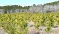 Loblolly Pine Trees in South Carolina Royalty Free Stock Photo