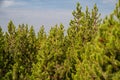 Grove of lodgepole pine trees in Yellowstone National Park Royalty Free Stock Photo