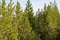 Grove of lodgepole pine trees in Yellowstone National Park Royalty Free Stock Photo