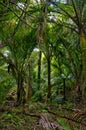 Grove of nikau palms (Rhopalostylis sapida), Kahurangi, New Zealand