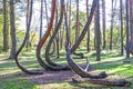 Grove of oddly shaped pine trees in Crooked Forest. Royalty Free Stock Photo