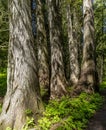 Grove of old growth cedar trees with ferns