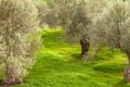 Grove of Olive Trees Royalty Free Stock Photo