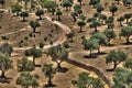 Olive Trees Grove Royalty Free Stock Photo