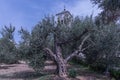 Grove of olive trees in Ulcinj, a city on the southern coast of Montenegro Royalty Free Stock Photo