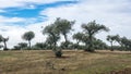 Grove of olive trees Royalty Free Stock Photo