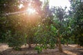 Grove of orange trees with green fruits. Royalty Free Stock Photo