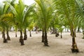 Grove of Palm Trees for Conservation