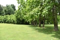 Grove of Trees planted in a Sunny Field