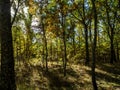 Forests in the sierra sifted to madrid, spain in autumn Royalty Free Stock Photo