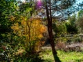 Forests in the sierra sifted to madrid, spain in autumn Royalty Free Stock Photo