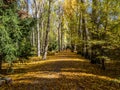 Forests in the sierra sifted to madrid, spain in autumn Royalty Free Stock Photo