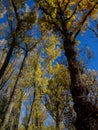 Forests in the sierra sifted to madrid, spain in autumn Royalty Free Stock Photo