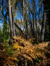 Forests in the sierra sifted to madrid, spain in autumn Royalty Free Stock Photo