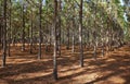 Beautiful pine trees growing in a straight line.