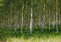 Grove in the Pisan plain Royalty Free Stock Photo