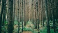 A grove of planted pines for sawing timber