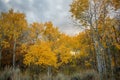 Quaking Aspen in the Sunset