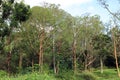 A grove of Rainbow Eucalyptus trees in the Keahu Arboretum on the island of Kauai, Hawaii Royalty Free Stock Photo