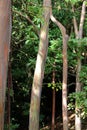 A grove of Rainbow Eucalyptus trees in a rainforest in Kauai, Hawaii Royalty Free Stock Photo