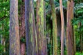 Unique grove of rainbow eucalyptus tree growing in the rain forest along the road to hana on Maui.