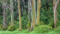 Grove Of Rainbow Trees Royalty Free Stock Photo