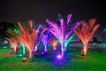 Young palm trees at night, lit up with various colors