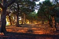 Grove of relic juniper in the rays of the setting sun Royalty Free Stock Photo
