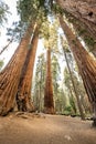 Grove of Sequoia Trees Point Toward The Sky Royalty Free Stock Photo
