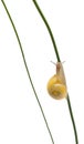 Grove snail or Brown-lipped snail, without dark bandings in front of white background