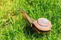 Grove snail or brown-lipped snail, Cepaea nemoralis, sliding through fresh green grass. Royalty Free Stock Photo