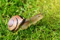 Grove snail or brown-lipped snail, Cepaea nemoralis, sliding through fresh green grass. Royalty Free Stock Photo