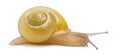 Grove snail or brown-lipped snail without dark bandings, Cepaea nemoralis Royalty Free Stock Photo