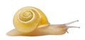 Grove snail or brown-lipped snail without dark bandings, Cepaea nemoralis