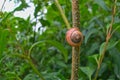 The grove snail, brown-lipped snail or Lemon snail Cepaea nemoralis air-breathing land snail, a terrestrial pulmonate gastropod