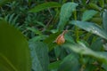 The grove snail, brown-lipped snail or Lemon snail Cepaea nemoralis air-breathing land snail, a terrestrial pulmonate gastropod