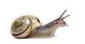 Grove snail or brown-lipped snail, Cepaea nemoralis Royalty Free Stock Photo