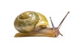 Grove snail or brown-lipped snail, Cepaea nemoralis Royalty Free Stock Photo