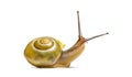 Grove snail or brown-lipped snail, Cepaea nemoralis Royalty Free Stock Photo