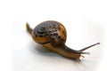 Grove snail or brown-lipped snail, Cepaea nemoralis, in front of white background Royalty Free Stock Photo