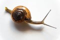 Grove snail or brown-lipped snail, Cepaea nemoralis, in front of white background Royalty Free Stock Photo