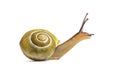 Grove snail or brown-lipped snail, Cepaea nemoralis Royalty Free Stock Photo